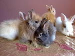 Pure Anggora Rabbit Rm85 - Angora Rabbit Rabbit