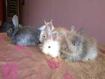 Pure Anggora Rabbit Rm85 - Angora Rabbit Rabbit