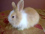 Pure Anggora Rabbit Rm85 - Angora Rabbit Rabbit