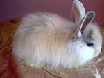 Pure Anggora Rabbit Rm85 - Angora Rabbit Rabbit