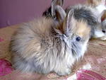 Pure Anggora Rabbit Rm85 - Angora Rabbit Rabbit