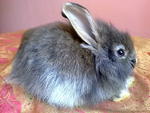 Pure Anggora Rabbit Rm85 - Angora Rabbit Rabbit