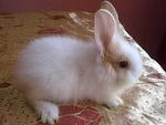 Pure Anggora Rabbit Rm85 - Angora Rabbit Rabbit