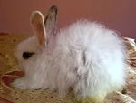 Cute Rabbit White Rm60 - Angora Rabbit Rabbit