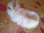 Cute Rabbit White Rm60 - Angora Rabbit Rabbit