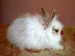 Cute Rabbit White Rm60 - Angora Rabbit Rabbit