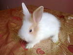 Comel Rm85 - Angora Rabbit Rabbit