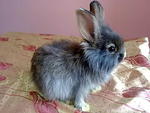 Original Anggora Rm85 - Angora Rabbit Rabbit