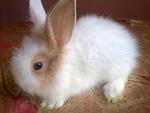 Original Anggora Rm85 - Angora Rabbit Rabbit