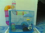 Nemo - Rummanian Hamster Hamster