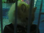 Nemo - Rummanian Hamster Hamster