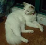 Dixie - Domestic Long Hair Cat