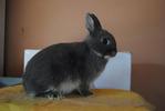 PF17968 - Netherland Dwarf Rabbit