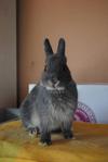 PF17968 - Netherland Dwarf Rabbit