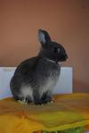 PF17968 - Netherland Dwarf Rabbit