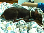 Belle - Miniature Pinscher Dog