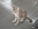 Thobu - Domestic Short Hair Cat