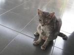 Thobu - Domestic Short Hair Cat