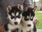 Siberian Husky With Blue Eyes Sold - Siberian Husky Dog