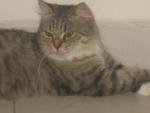 Chichita - Domestic Medium Hair Cat