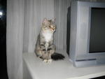 Chichita - Domestic Medium Hair Cat