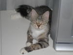 Chichita - Domestic Medium Hair Cat