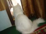 Kembang - Domestic Long Hair Cat