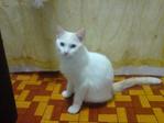 Temuk - Domestic Short Hair Cat