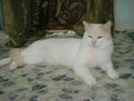 Temuk - Domestic Short Hair Cat