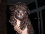 PF1837 - Poodle Dog