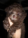 PF1837 - Poodle Dog