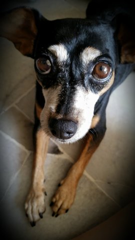 Yaya - Miniature Pinscher Dog