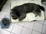 [Apr'09] Mummy said I slept a long time after spaying. She had the easiest time grooming me.