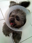 [Apr '09] Up and Running after my spay. Nothing's gonna stop me