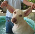 [Oct '07] Brandy, the Labra-Phant (Labrador + Elephant)