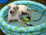 [Dec '07] Cooling off in the pool