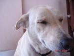 Snowy - Mixed Breed Dog