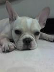 Boomer - French Bulldog Dog