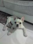 Boomer - French Bulldog Dog