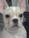 Boomer - French Bulldog Dog