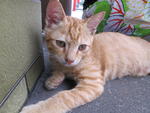 Tigger - Domestic Short Hair Cat