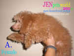 Red Toy Poodle Puppy. - Poodle Dog