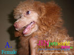 Red Toy Poodle Puppy. - Poodle Dog