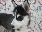 Siberian Husky Female With Mka - Siberian Husky Dog