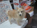 Male Cream Color Pomeranian - Pomeranian Dog