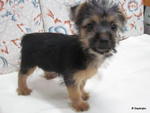 Australia Silky Terrier - Australian Terrier Dog