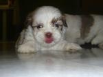 Shih Tzu Puppies - Shih Tzu Dog