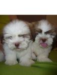 Shih Tzu Puppies - Shih Tzu Dog