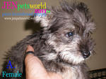 Miniature Schnauzer Puppy - Schnauzer Dog