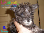 Miniature Schnauzer Puppy - Schnauzer Dog